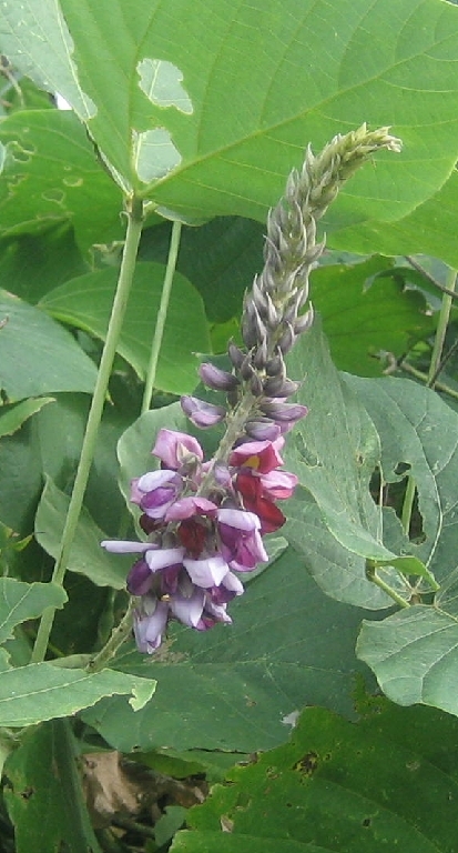 kuzu